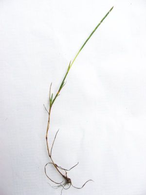 Gekrümmter Dünnschwanz (Parapholis strigosa)