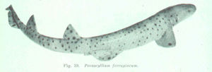 Parascyllium ferrugineum