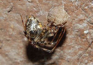 Gewächshausspinne (Parasteatoda tepidariorum) (Weibchen mit Kokon)