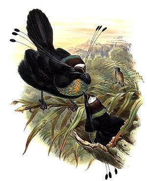 Arfak-Strahlenparadiesvogel (Parotia sefilata)