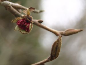 Blütenstand vom Persischen Eisenholzbaum (Parrotia persica)