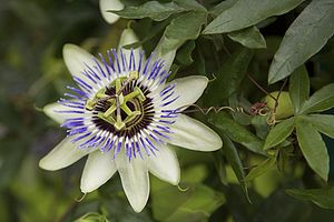Blaue Passionsblume (Passiflora caerulea)