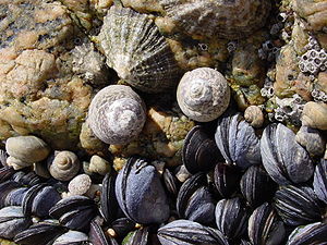 Gestrichelte Buckelschnecke (Monodonta lineata), 2 Gehäuse in Bildmitte, neben Patella lusitanica (Napfschnecke) und Mytilus edulis (Muschel)