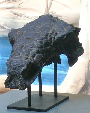 Pawpawsaurus campbelli, Schädel