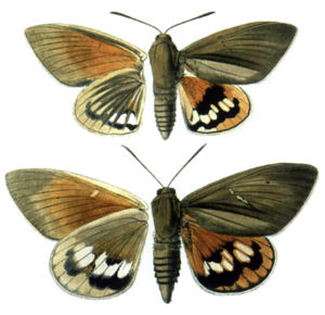 Paysandisia archon, oben Männchen, unten Weibchen, links Unterseiten, rechts Oberseiten