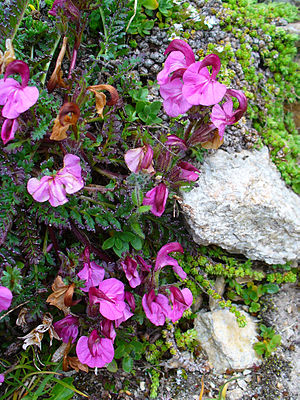 Pedicularis kerneri 02.JPG