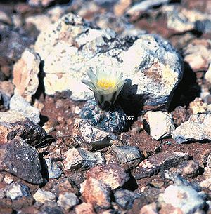 Pediocactus bradyiExemplar mit Blüte in Arizona.
