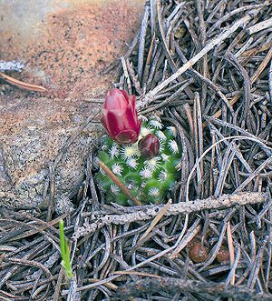 Pediocactus knowltonii Exemplar in Blüte im Grenzgebiet von Colorado und New Mexico