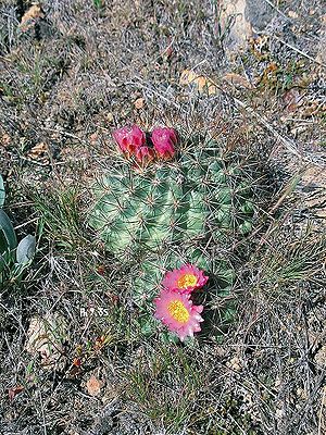 Pediocactus nigrispinusExemplar mit Blüten in Idaho.