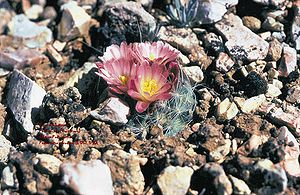 Pediocactus paradinei selten rosa blühend in Arizona