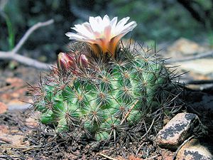 Pediocactus simpsonii mit Blüten in Arizona