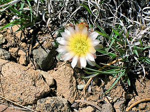 Pediocactus simpsonii subsp. bensonii Exemplar in Blüte in den Rocky Mountains in Utah