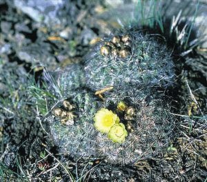 Pediocactus simpsonii subsp. idahoensis Exemplar mit Blüten in Bergregionen in Idaho.