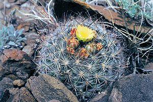 Pediocactus simpsonii subsp. robustior Exemplar mit Blüten in Bergregionen in Nevada.