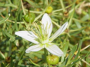 Steppenraute (Peganum harmala), Blüte