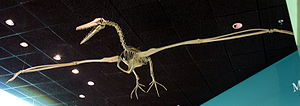 Skelett von Pelagornis im National Museum of Natural History in Washington D.C.