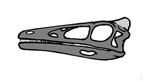 Schematische Zeichnung des Schädels von Pelecanimimus