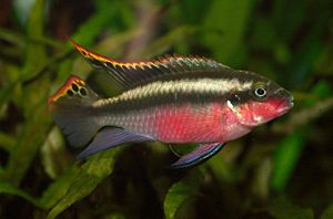 Purpurprachtbarsch (Pelvicachromis pulcher), adultes Männchen