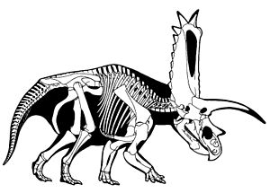 Skelettrekonstruktion von Pentaceratops sternbergii. Aus Samson et al. (2010)[1]