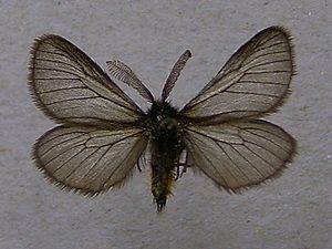 Trauerspinner (Penthophera morio), ♂