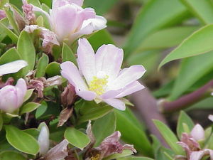 Pereskia grandifoliaBlüten