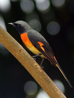 Zwergmennigvogel, Männchen der Nominatform P. c. cinnamomeus.