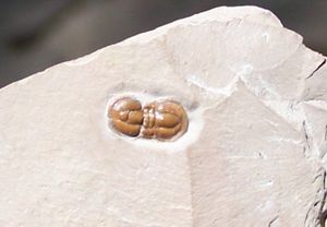 Der Trilobit Peronopsis interstrictus aus der Ordnung Agnostida