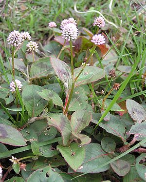 Knöpfchen-Knöterich (Persicaria capitata)