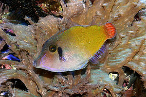 Höhlen-Feilenfisch (Pervagor janthinosoma)