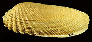 Amerikanische Bohrmuschel (Petricola pholadiformis (Lamarck, 1818))