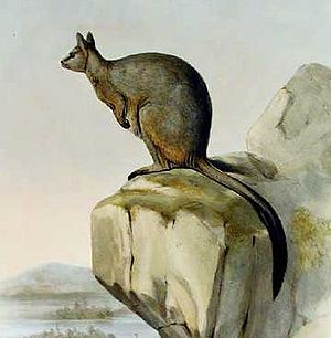 Queensland-Felskänguru (Petrogale inornata),  Zeichnung von John Gould