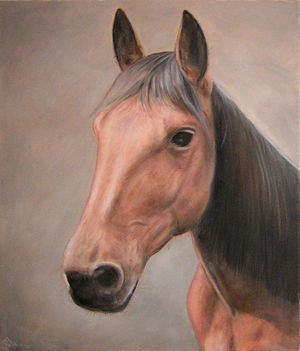 Pferdekopf (Zeichnung)