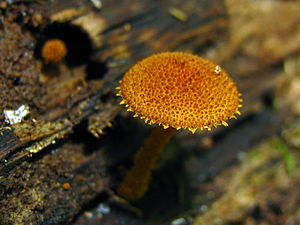 Igelschüppchenschnitzling (Phaeomarasmius erinaceus)