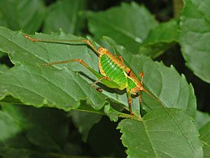 Metaplastes pulchripennis