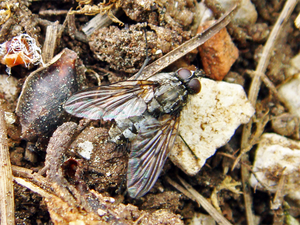 Phaoniatrimaculata.png