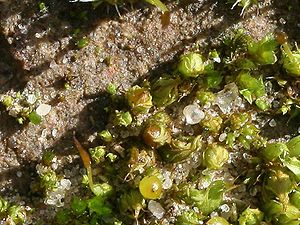 Gespitztes Glanzmoos (Phascum cuspidatum)