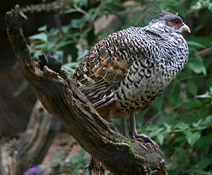 Pheasant at Sudeley Castle.jpg