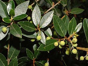 Breitblättrige Steinlinde (Phillyrea latifolia)