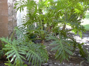 Baum-Philodendron (Philodendron bipinnatifidum)