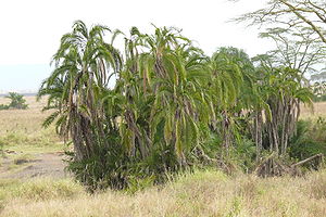 Senegalesische Dattelpalmen in der Serengeti