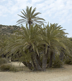 Kretische Dattelpalmen am Palmenstrand von Vai