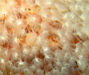 Eine Kolonie des Hufeisenwurms Phoronis hippocrepis in flachem Wasser an der Küste Italiens.