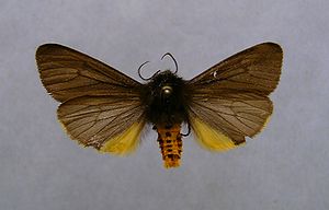 Kaiserbär (Phragmatobia luctifera)