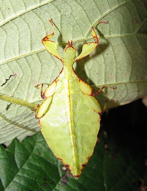 Phyllium bilobatum (Malaysia), weibliche Nymphe