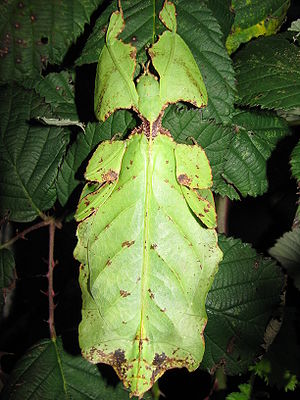 Phyllium giganteum, Weibchen