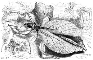 Phyllium siccifolium, Darstellung eines Weibchens in Brehms Thierleben