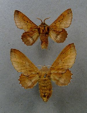 Eichenglucke ,(Phyllodesma tremulifolia), oben Männchen, unten Weibchen