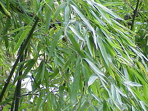 Zweige des Goldrohrbambus (Phyllostachys aurea)