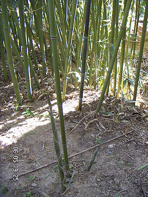 Bisset-Bambus