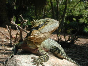 Australische Wasseragame